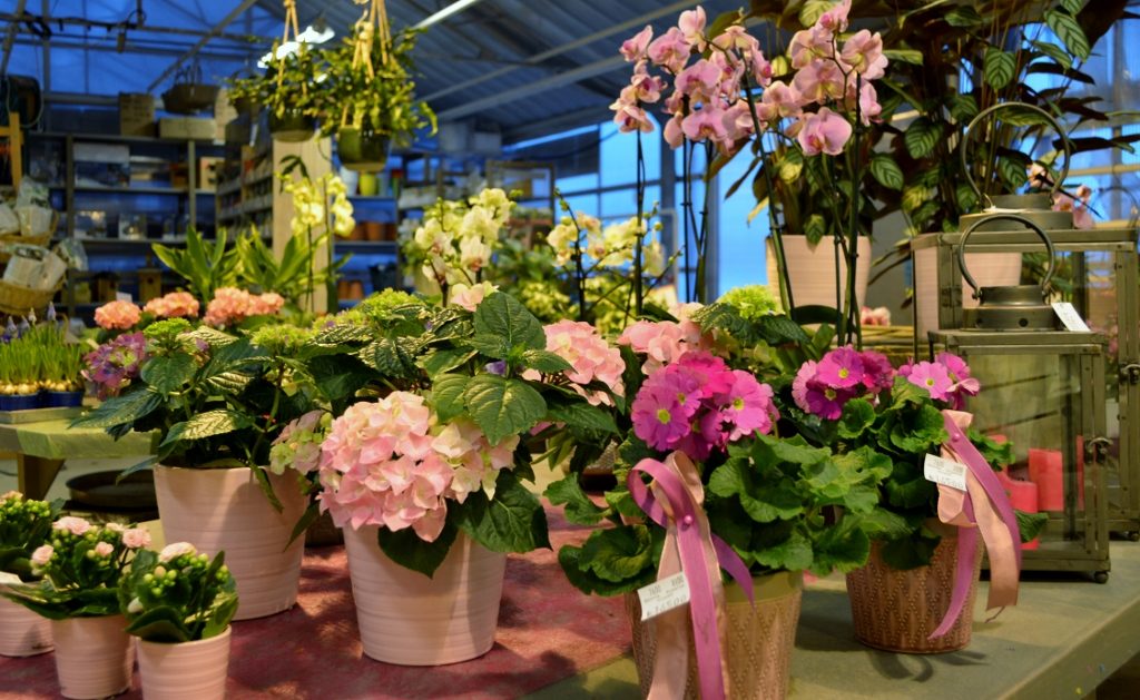 En bild på blommor i kruka som står på en ett bord inne på Solhems handelsträdgård